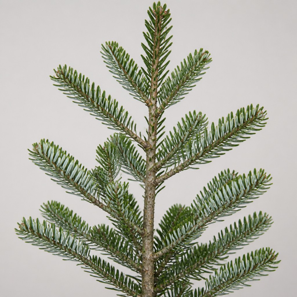 Silver Fir