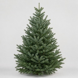 Silver Fir Identification Guide