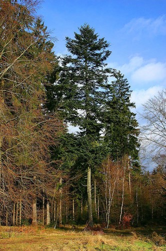 Silver Fir
