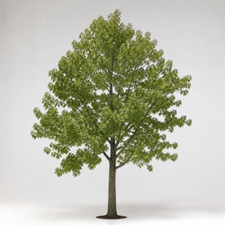 Silver Maple Identification Guide