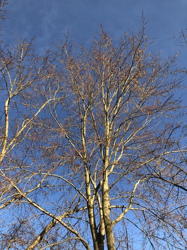 Silver Maple
