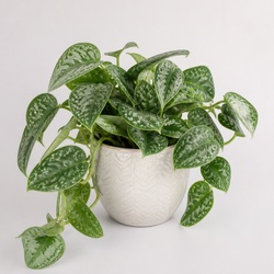 Silver Pothos Identification Guide