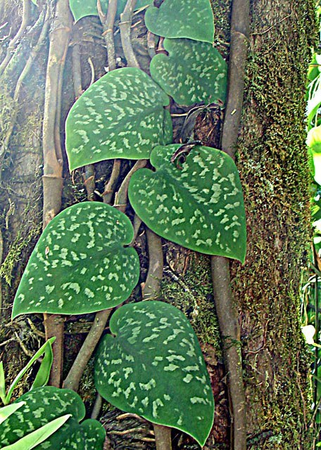 How to Care for Silver Pothos