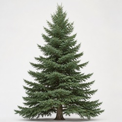 Sitka Spruce