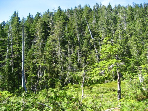 Sitka Spruce