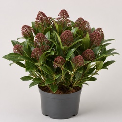 Skimmia Identification Guide