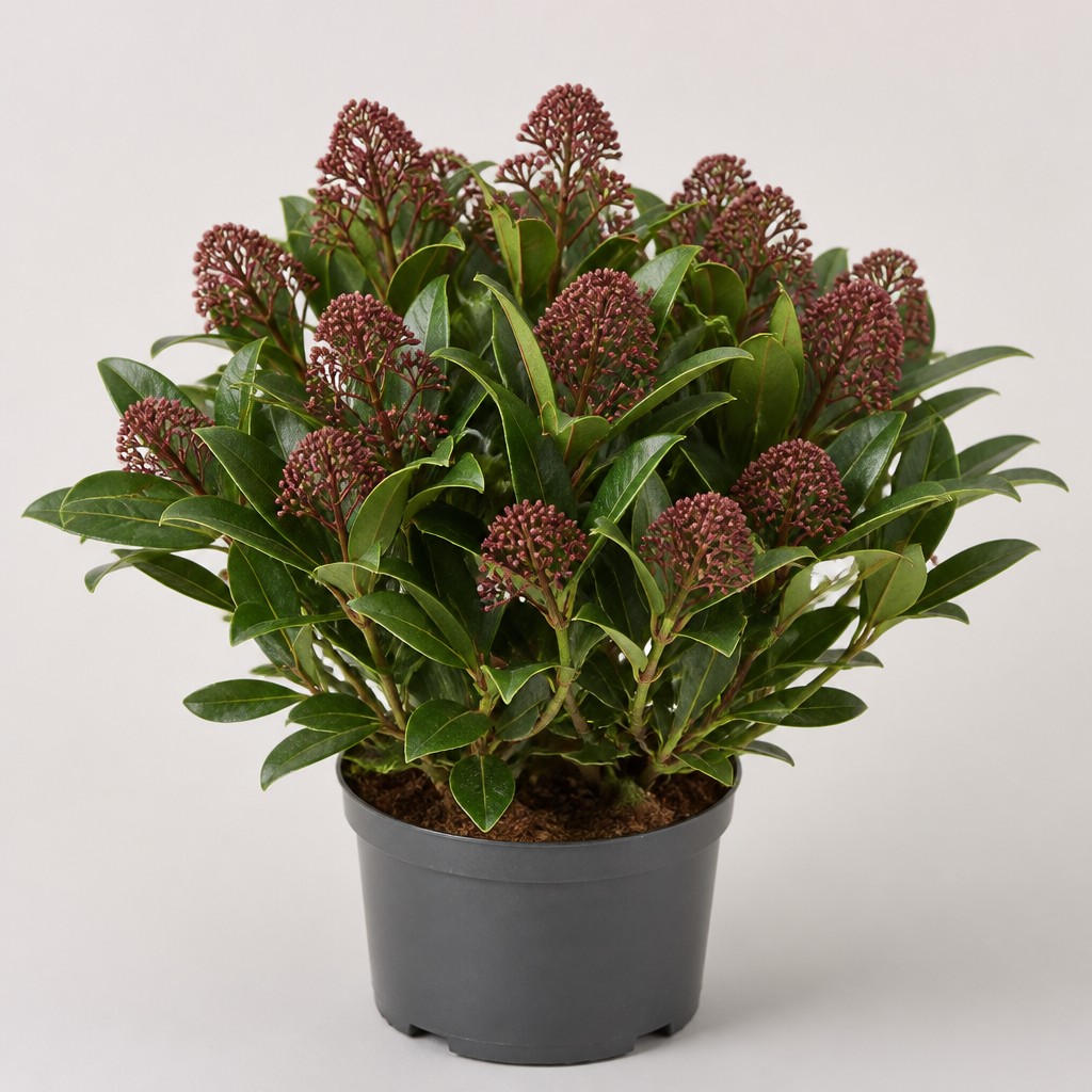 Skimmia