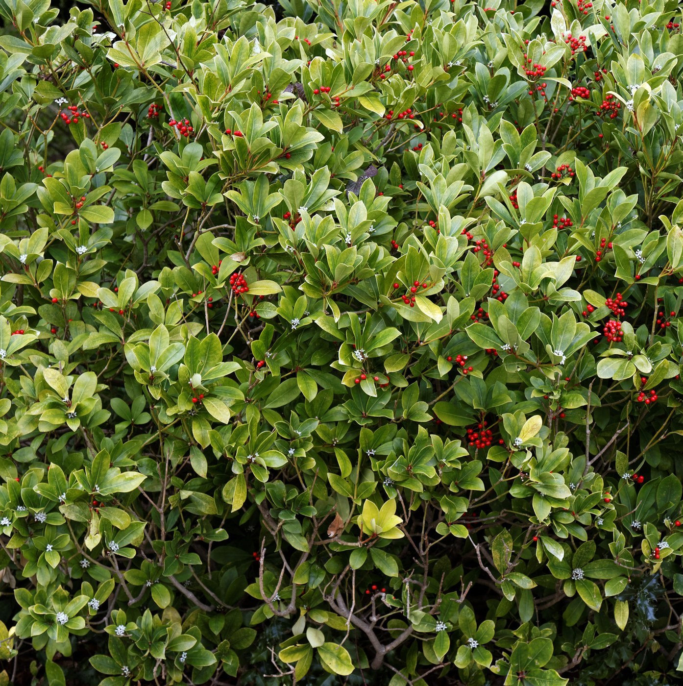 How to Care for Skimmia