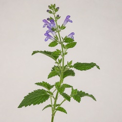 Skullcap Identification Guide