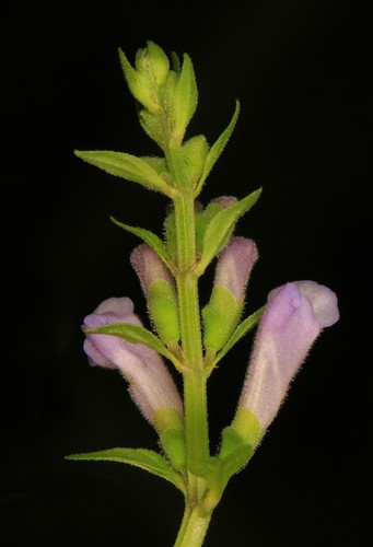 Skullcap