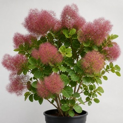 Smoke Tree Identification Guide