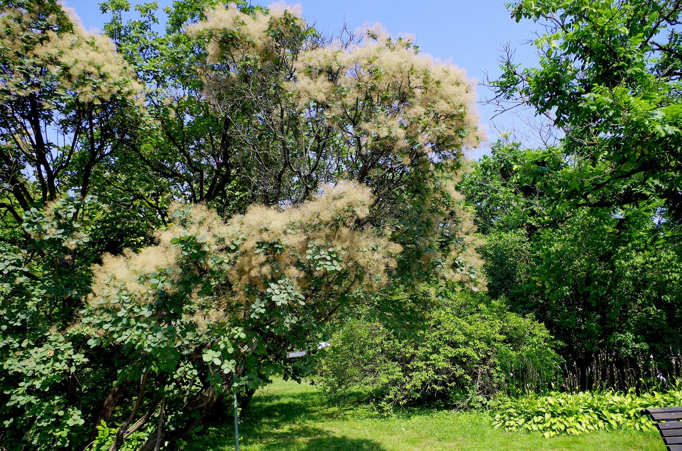 How to Care for Smoke Tree