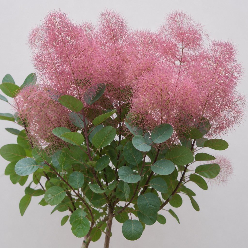 Smokebush