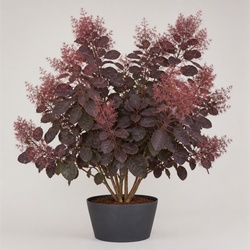 Smokebush Identification Guide