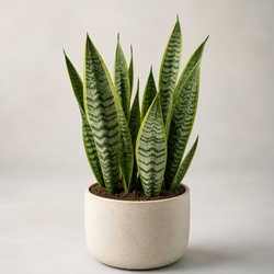 Snake Plant Identification Guide