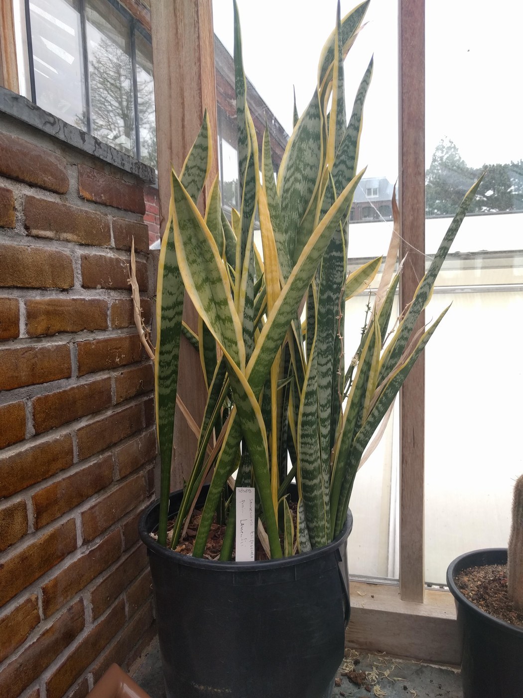 Snake Plant