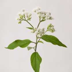 Snakeroot Identification Guide