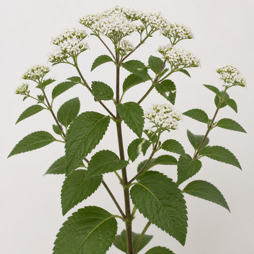 Snakeroot
