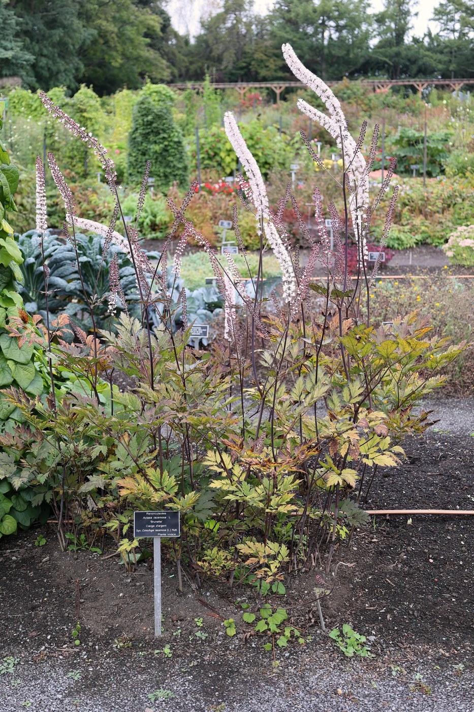 Snakeroot (Actaea racemosa)