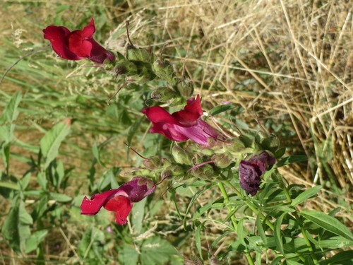 Snapdragon