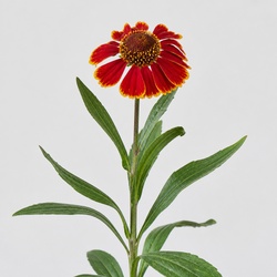 Sneezeweed Identification Guide