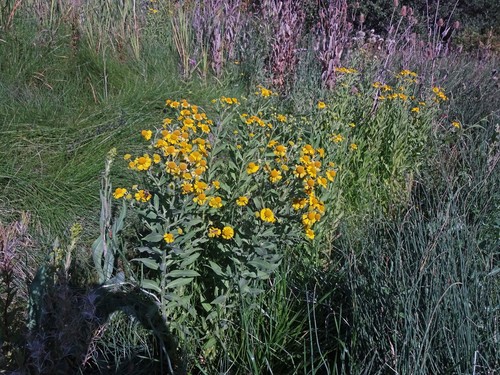 Sneezeweed