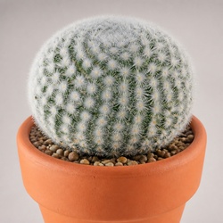Snowball Cactus Identification Guide