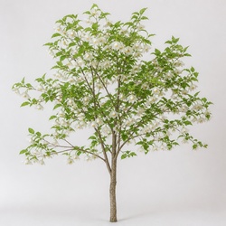Snowbell Tree Identification Guide