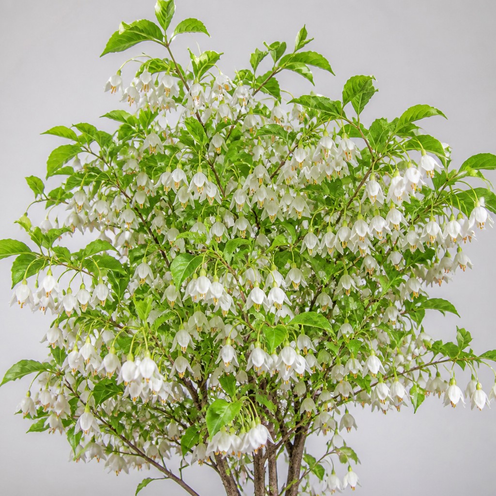 Snowbell Tree
