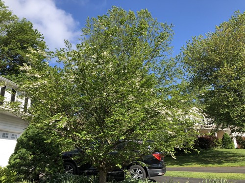 Snowbell Tree