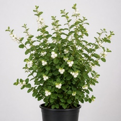 Snowberry Identification Guide