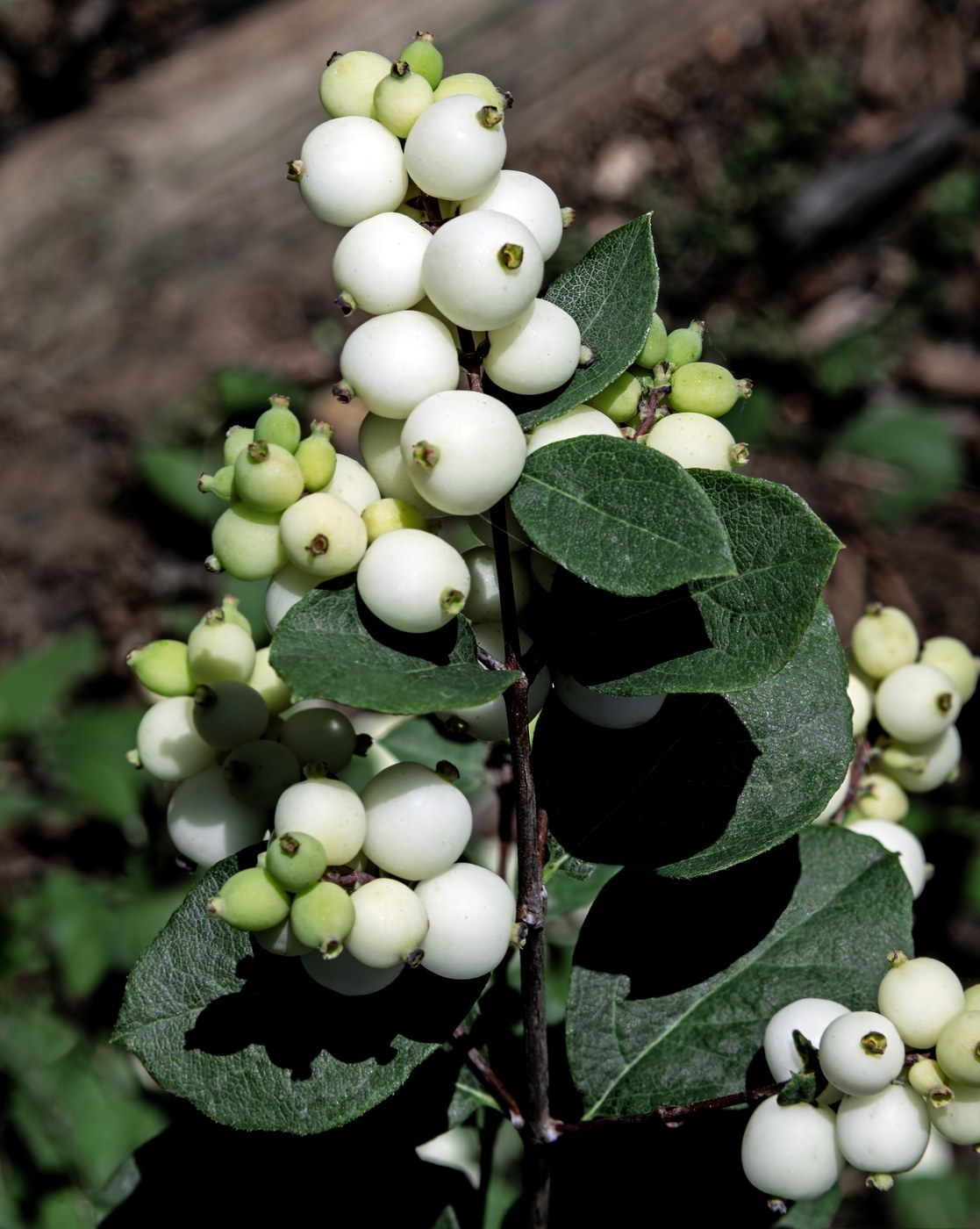 How to Care for Snowberry