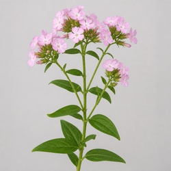 Soapwort Identification Guide