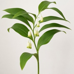 Solomon's Seal Identification Guide