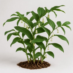 Solomon's Seal