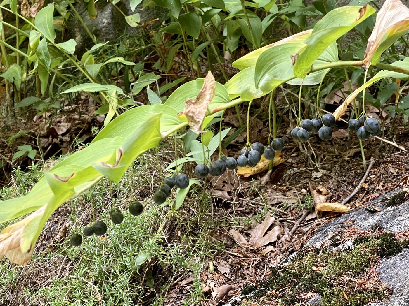 How to Care for Solomon's Seal