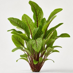 Sorrel Identification Guide