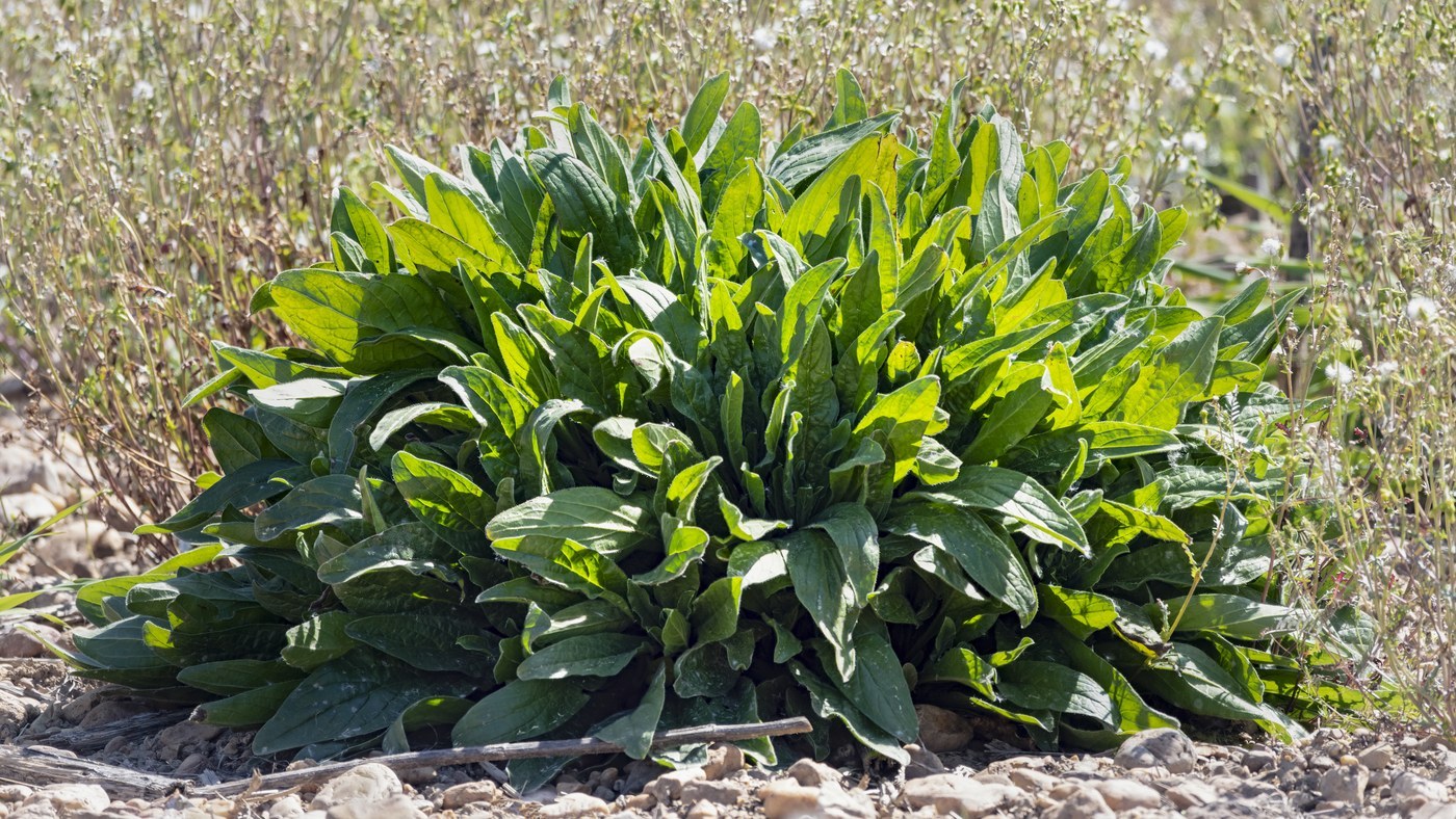 How to Care for Sorrel