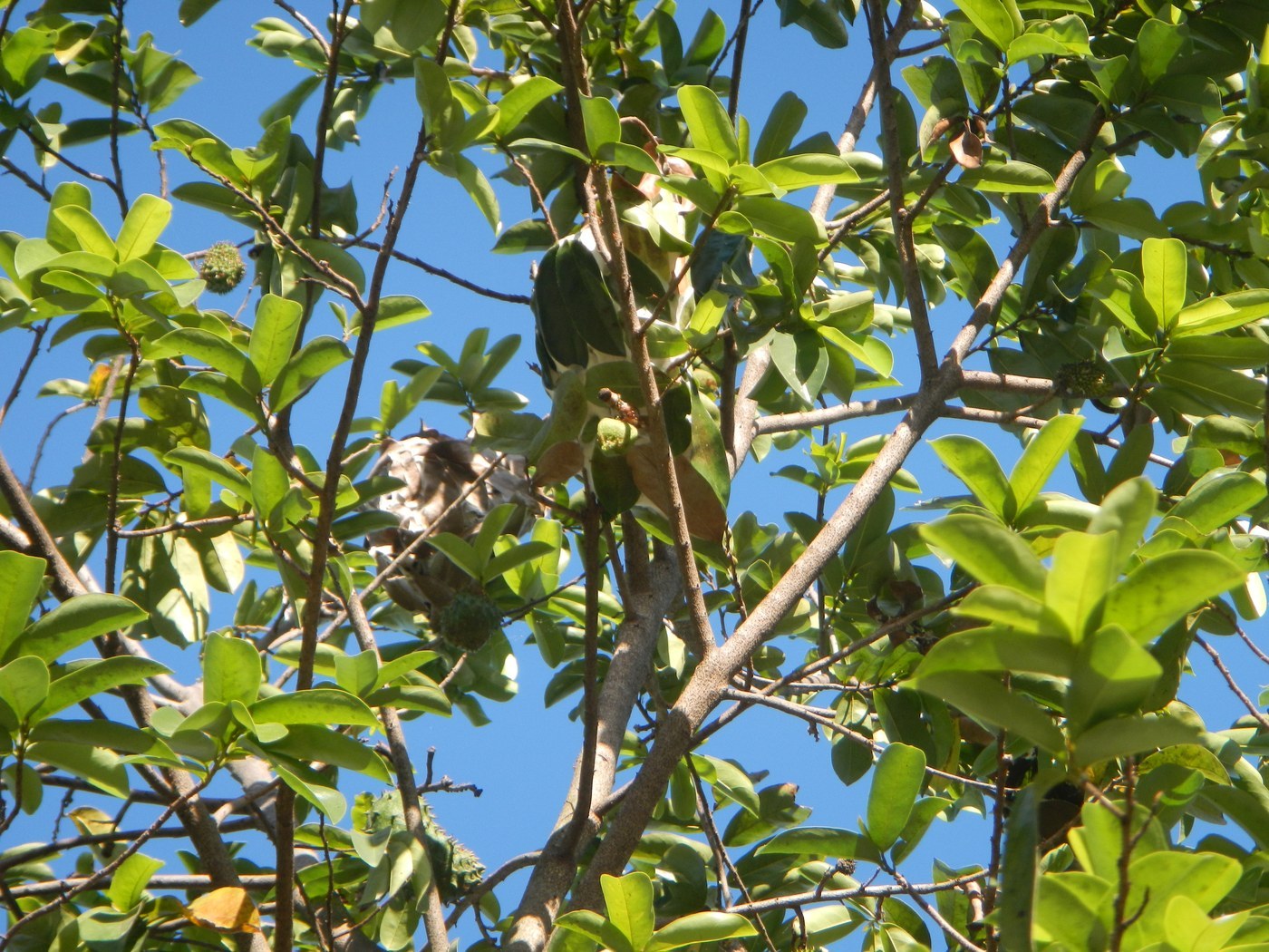 How to Care for Soursop