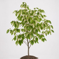 Sourwood Identification Guide