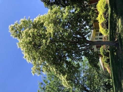 Sourwood