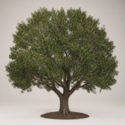 Southern Live Oak Identification Guide