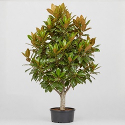 Southern Magnolia Identification Guide