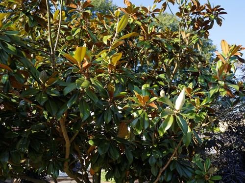 Southern Magnolia