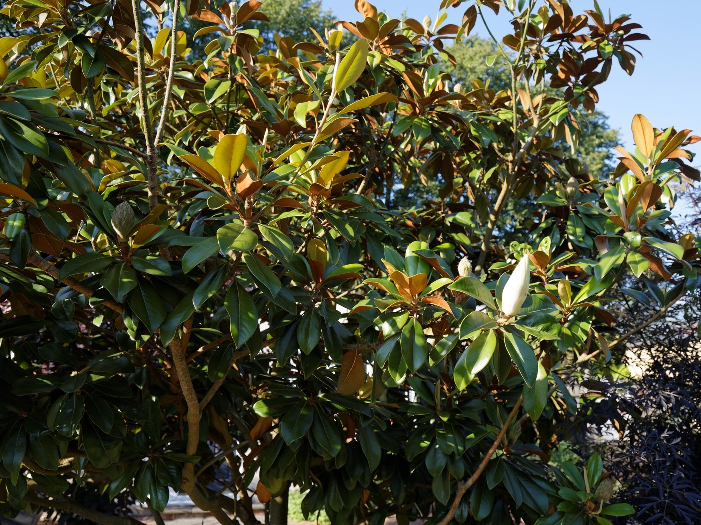 How to Care for Southern Magnolia