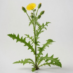 Sow Thistle Identification Guide
