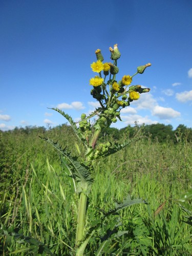 Sow Thistle