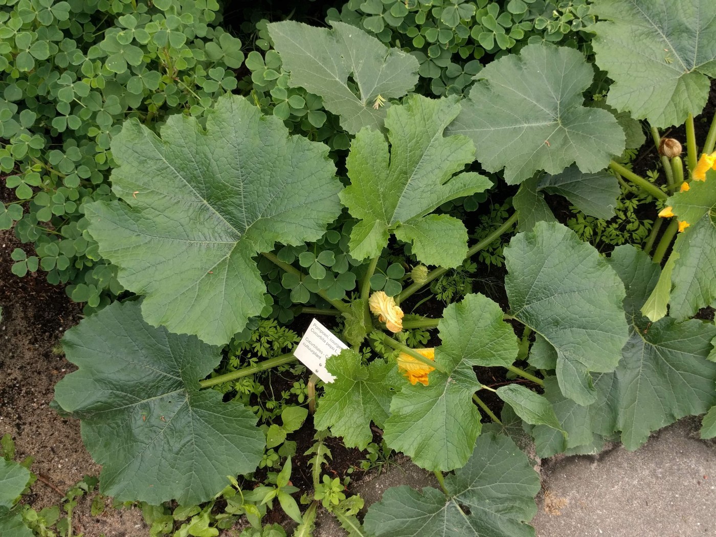 How to Care for Spaghetti Squash