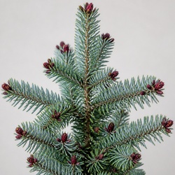 Spanish Fir