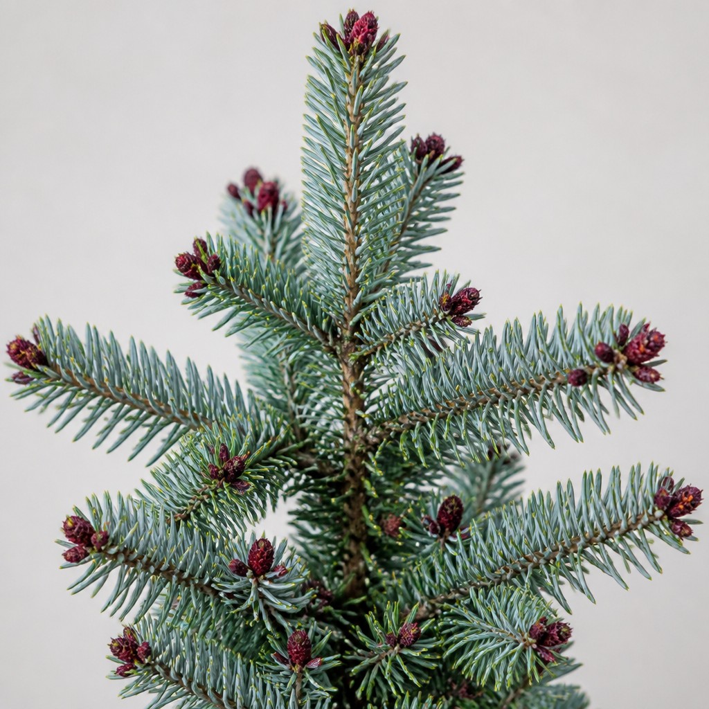 Spanish Fir